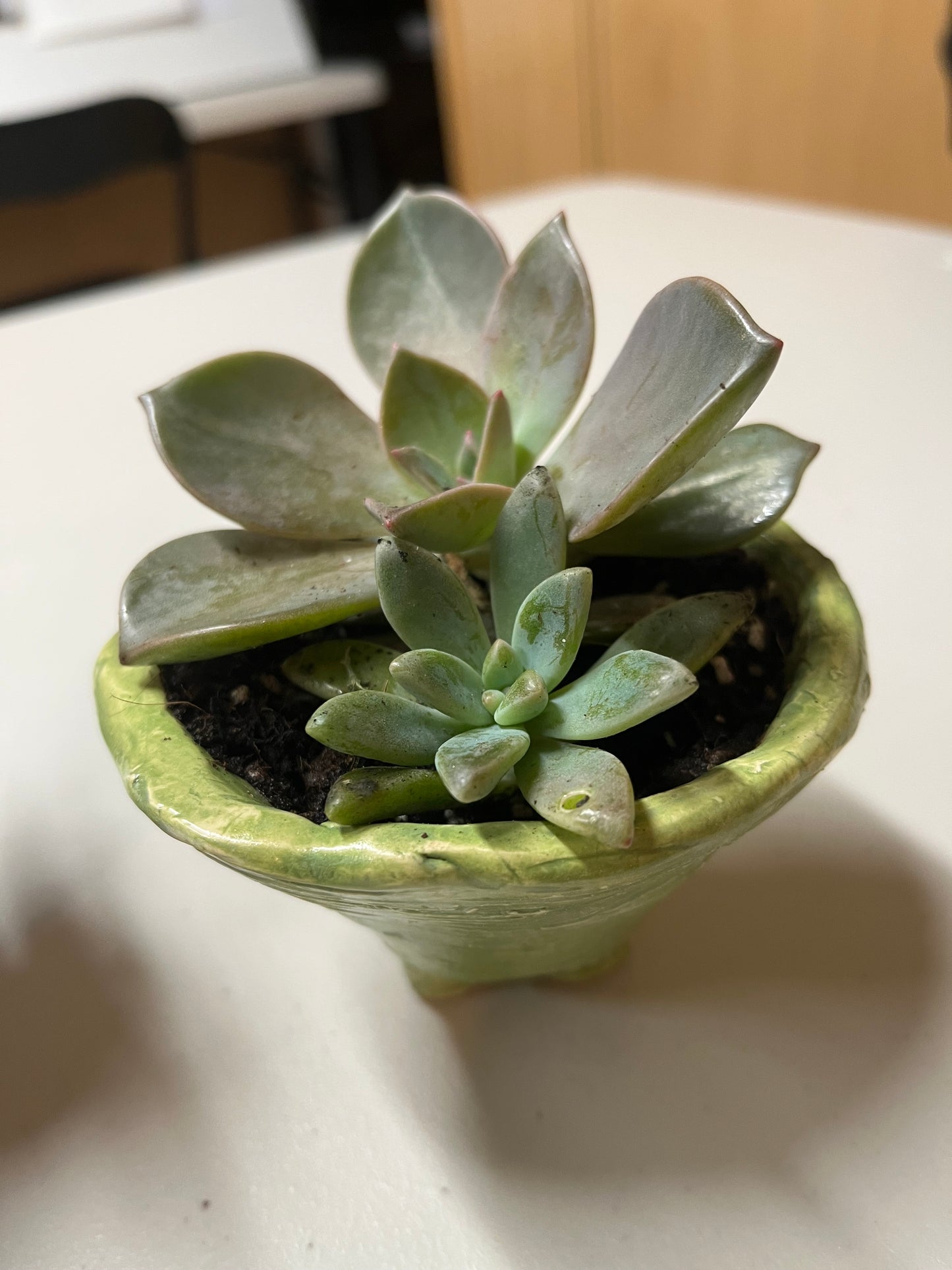 School Holiday Clay Workshop-Succulent Planter Pot